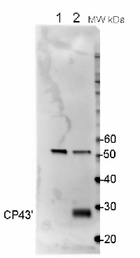 CP43' | IsiA homolog of plant CP43 in the group Antibodies Plant/Algal  / Photosynthesis  / PSII (Photosystem II) at Agrisera AB (Antibodies for research) (AS06 111)